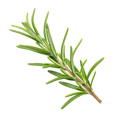 Obraz premium Fresh green rosemary herb sprig with needlelike leaves on white background for culinary and herbal uses fragrant aromatic plant transparent background
