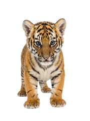 Obraz premium Front view Bengal tiger cub standing, orange and black striped fur, wildlife animal portrait, Isolated on white background