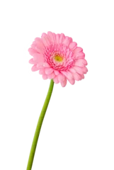 Fototapeten Gerbera Pink gerbera with a long stem on a white background.  © Flowers Сolors