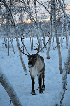 Reindeer in the woods