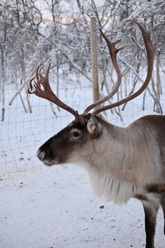 reindeer watching
