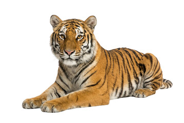 Obraz premium Resting Bengal tiger lying down with orange and black striped fur, full body wildlife portrait, Isolated on white background