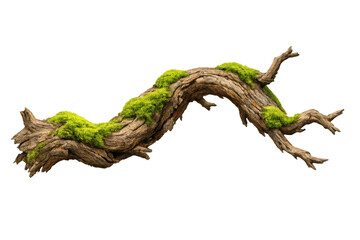 Obraz premium Gnarly ancient tree branch overgrown with vibrant green moss, showcasing organic texture and natural growth, transparent background