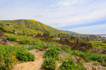 Obraz premium Green hills in Malibu seen from El Matador State Beach. California, United States