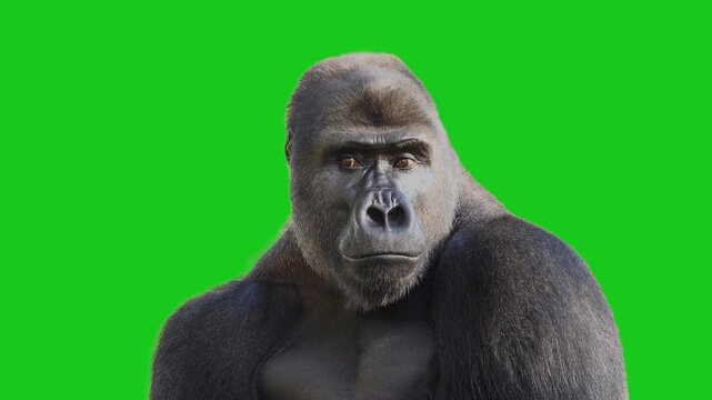 gorilla turns his head away and then looks at the camera on a green screen