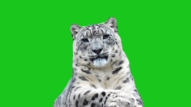 snow leopard (panthera uncia) turns its head and then looks at the camera on a green screen.