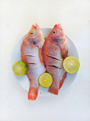 Raw red tilapia on a white plate looks fresh, rich in animal protein