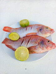 Raw red tilapia on a white plate looks fresh, rich in animal protein