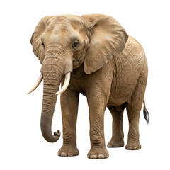 Obraz premium African elephant full body front view with ivory tusks and wrinkled brown-gray skin, isolated on white background