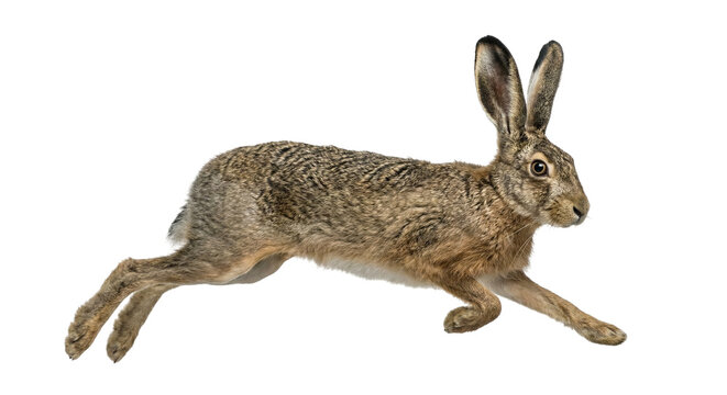 Profile of a European hare jumping in mid-air isolated on white background
