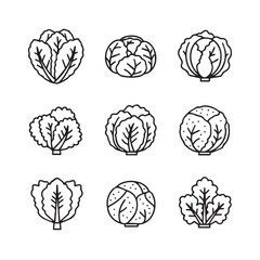 Cabbage Icon Set: Variety of Leafy Green Vegetables Collection, Line Art Style