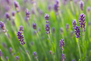 Obraz premium lavender flowers in the garden