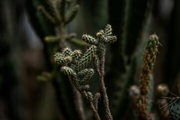 close up of a fern leaf