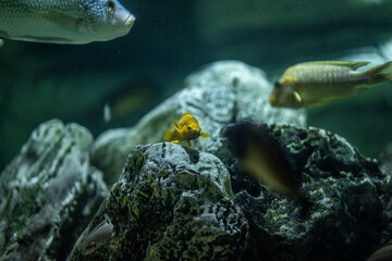 tropical fish in aquarium