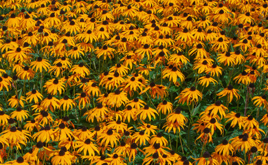 a sea of yellow flowers in spring