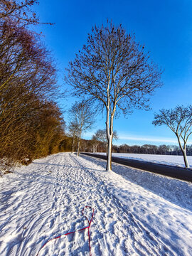 trees in winter
