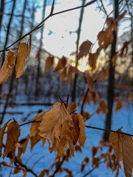 autumn leaves in the forest