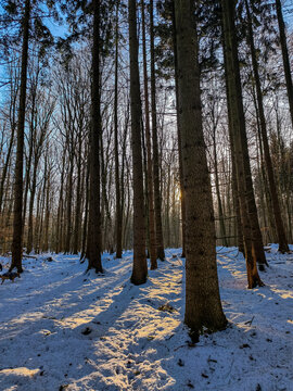 forest in winter