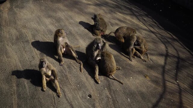 A group of Anus Baboons sitting close to each other