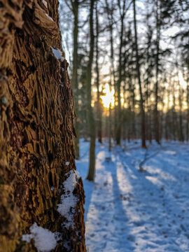 trees in the snow
