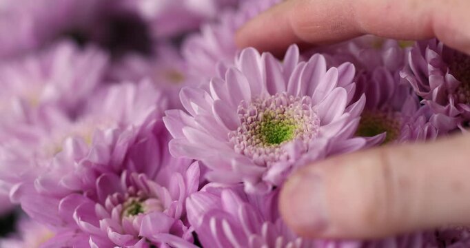 beautiful bush chrysanthemums gathered in large quantities in a bouquet for giving , a huge bouquet with bright, fresh and fragrant chrysanthemums