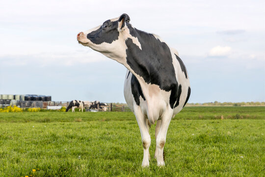 Cow head turning to the right, her chin raised high, smelling and sniffing, black and white in a field