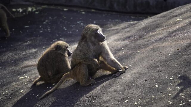 Baboons sitting and roaming around