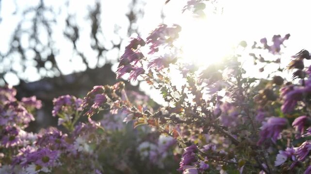 Close Ups of Chrysanthemums During Sunset