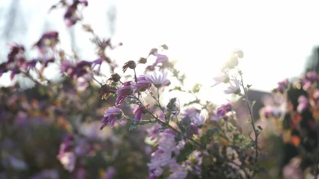 Beautiful shot of backlit Chrysanthemums Flowers during sunset