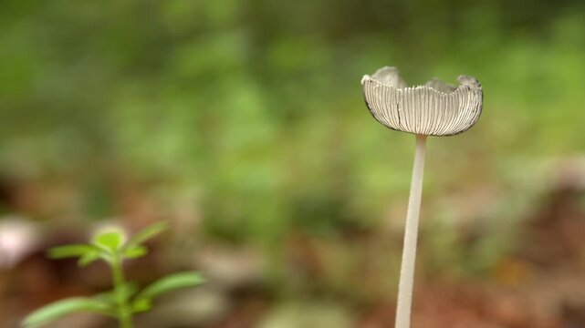 Harefoot mushroom in nature. Coprinopsis lagopus. Close up, handheld