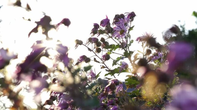 Close Up of Flowers During Sunset