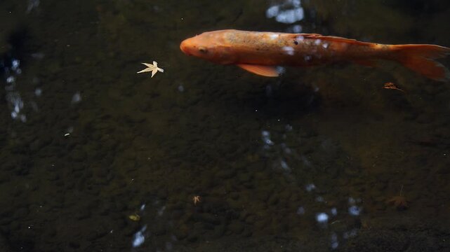 Orange koi fish swims past floating autumn maple leaf in Japanese pond