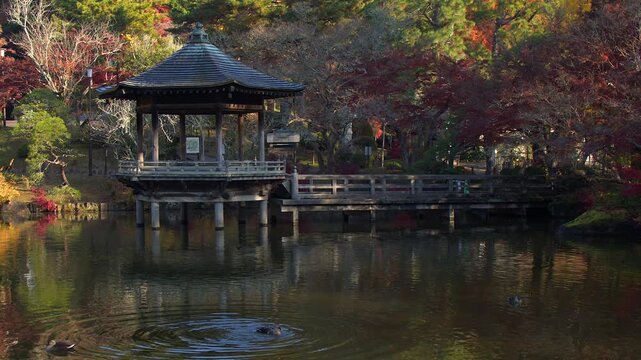 Ducks bathe in pond by Ukimido Buddhist pavilion in Naritasan Park