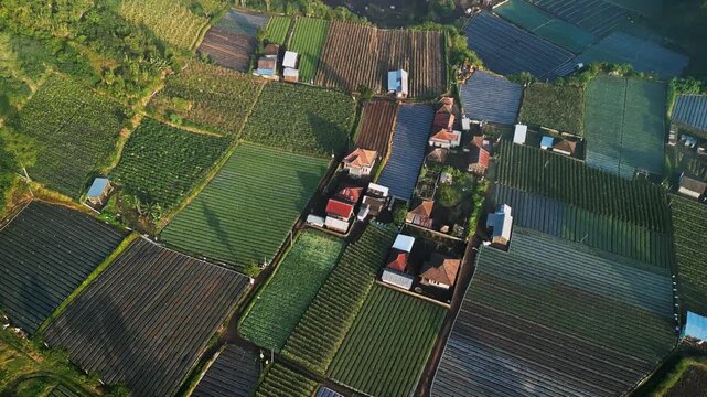 Drone footage showing organic farming area with vegetable plantations, small rural community and cultivated agricultural land highlighting traditional countryside life and farmland scenery in Bali