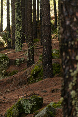 Pine forest floor with rocks and moss