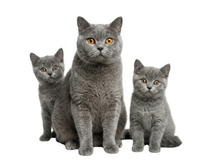 Gray British Shorthair cat with two kittens standing and sitting, studio lighting, pet family portrait isolated on white background