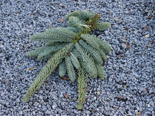 Flower arrangements on a grave 