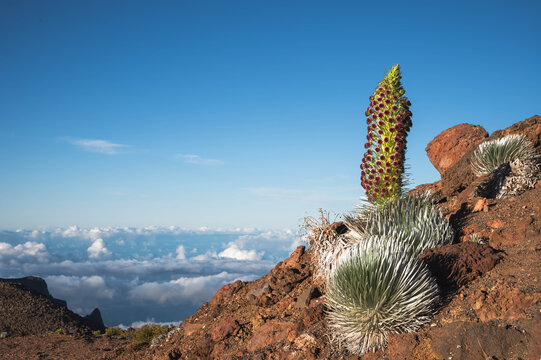 Haleakala silversword endemic plant blooming on volcanic slopes Haleakala National Park Hawaii, Maui, Hawaii, United States
