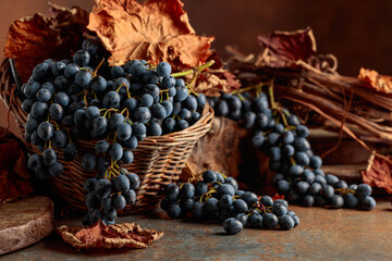 Fototapeta premium Blue grapes dry bunch and dried up vine leaves.