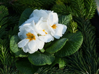 Flower arrangements on a grave 