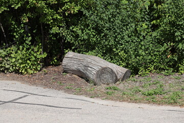 Obraz premium weather beaten gray log beside paved walking, cycling path against dense green foliage in summer sunshine (landscape)