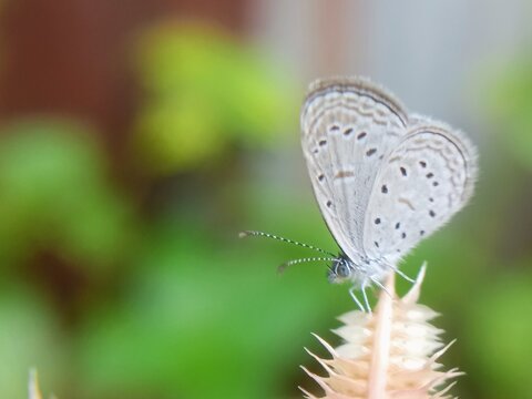 Macro of small grass blue butterfly (Zizula hylax) on bush seed with blurred background