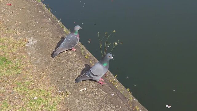 二匹の鳩