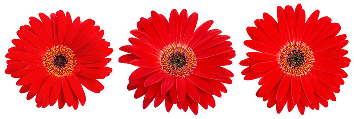 Three red gerbera flowers heads isolated on white background. Top view of blooming gerbera daisy floral elements for design, greeting cards and spring celebration. 