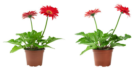 Red gerbera flowers in pots isolated on white background. File contains clipping path.