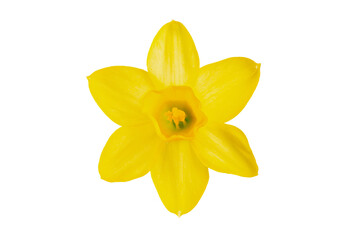 Single yellow daffodil flower isolated on white background. Spring narcissus flower head top view. Minimalist floral element for design, greeting cards and spring celebration.