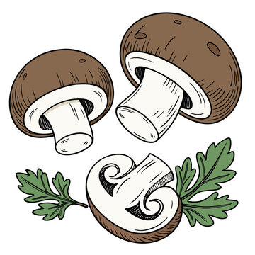 Brown Mushrooms Whole and Sliced with Parsley Vector Illustration
