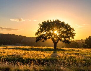 Fototapeta premium Lone tree in golden field, sun shining through leaves, hills in background under a vibrant sunset sky