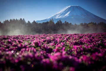 日本の象徴・富士山の写真画像