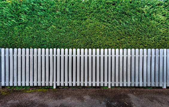 Close-up of a lush green coniferous hedge texture. Dense evergreen shrub wall, perfect for natural background, landscape design, or gardening backdrop. Natural organic foliage texture.